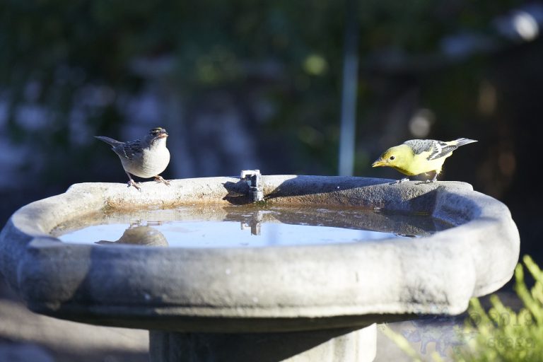 Old School Week: Gold-Crowned Sparrow and Western Tanager