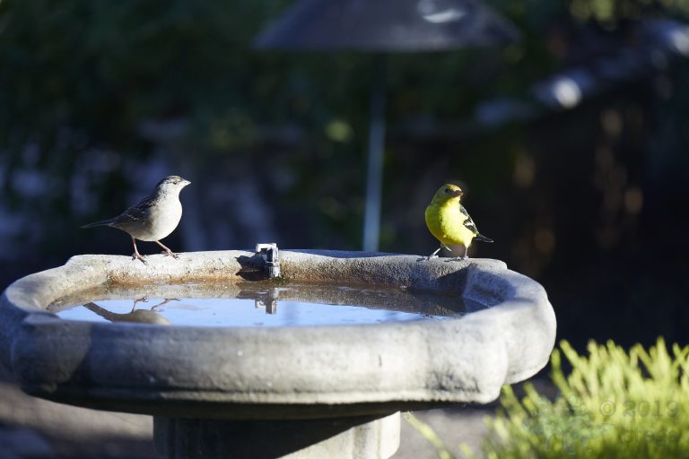 Old School Week: Gold-Crowned Sparrow and Western Tanager