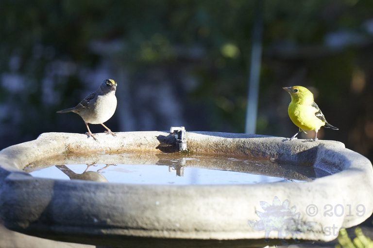 Gold-Crowned Sparrow and Western Tanager