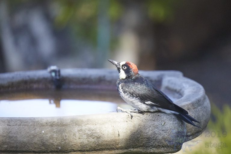 Acorn Woodpecker