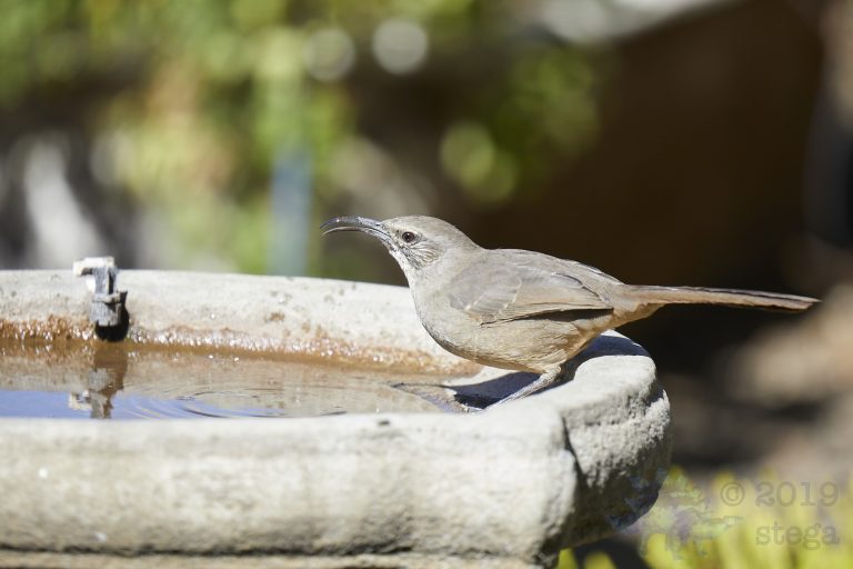 California Thrasher