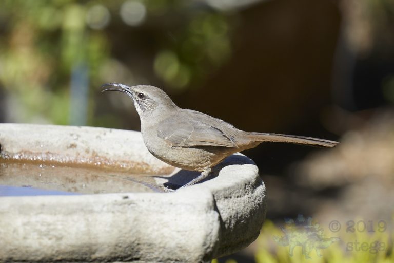 California Thrasher