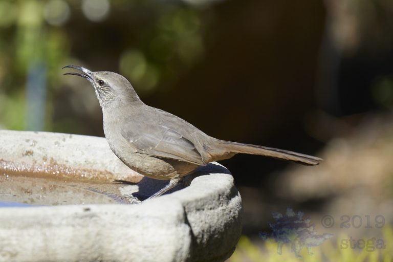California Thrasher