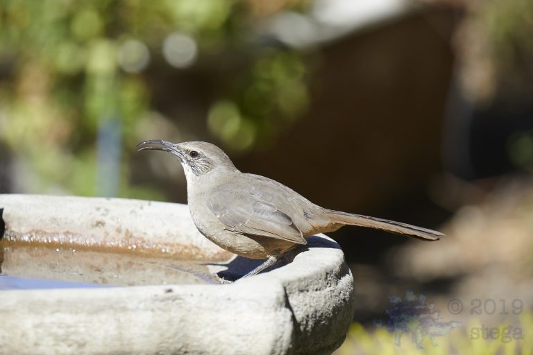 California Thrasher