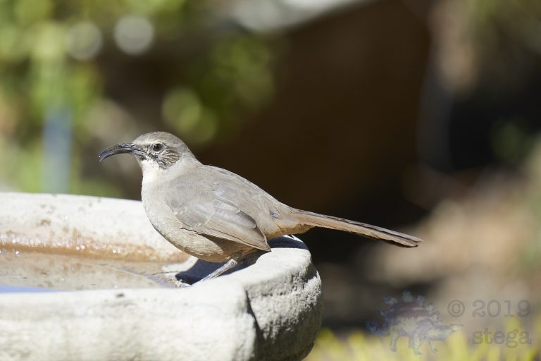California Thrasher