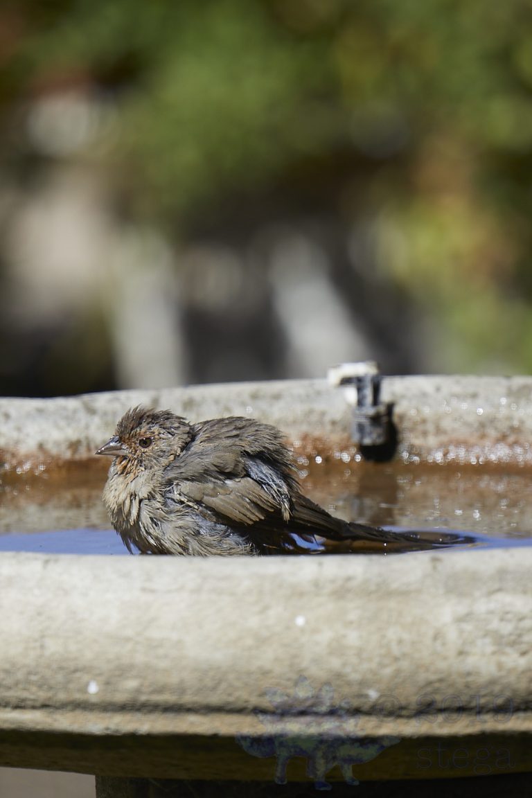 California Towhee