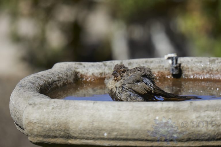California Towhee