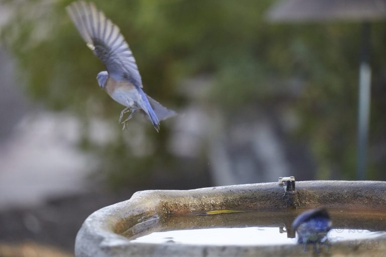 Western Bluebirds
