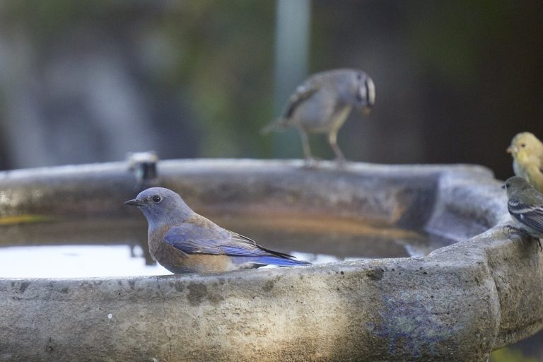Western Bluebird and friends