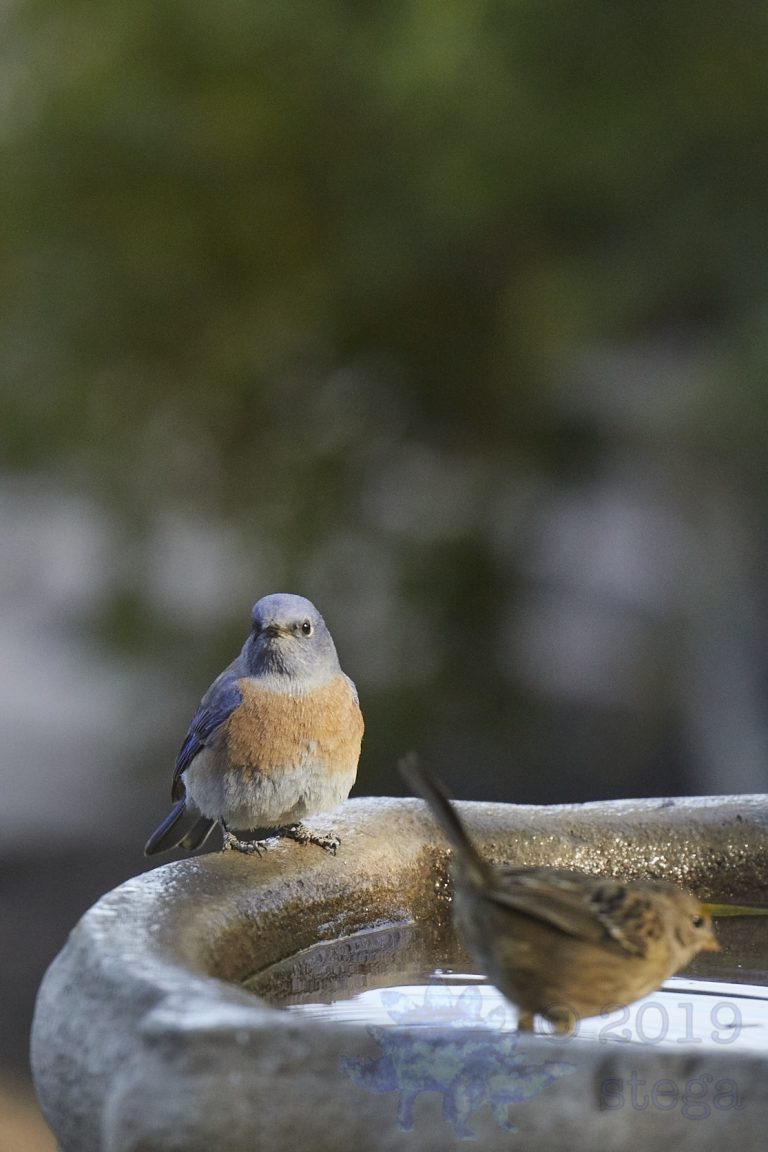 Western Bluebird