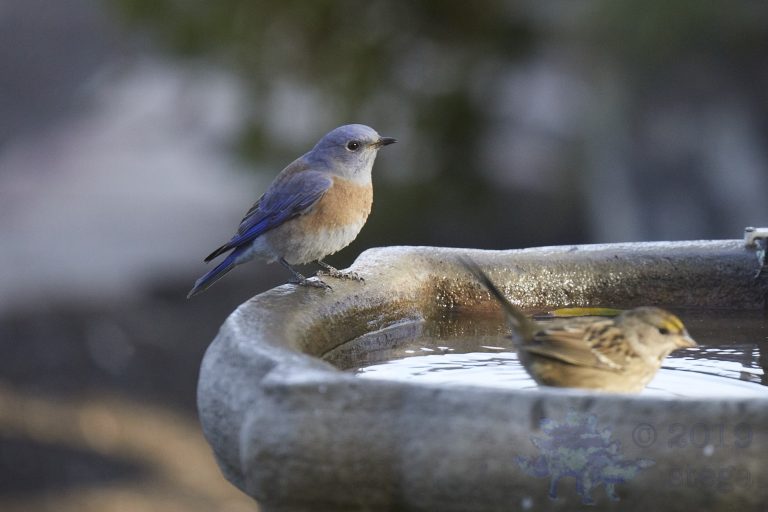 Western Bluebird