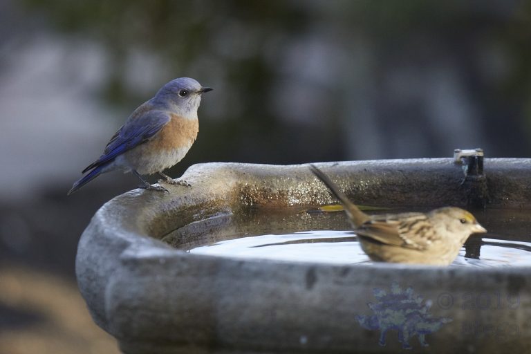 Western Bluebird