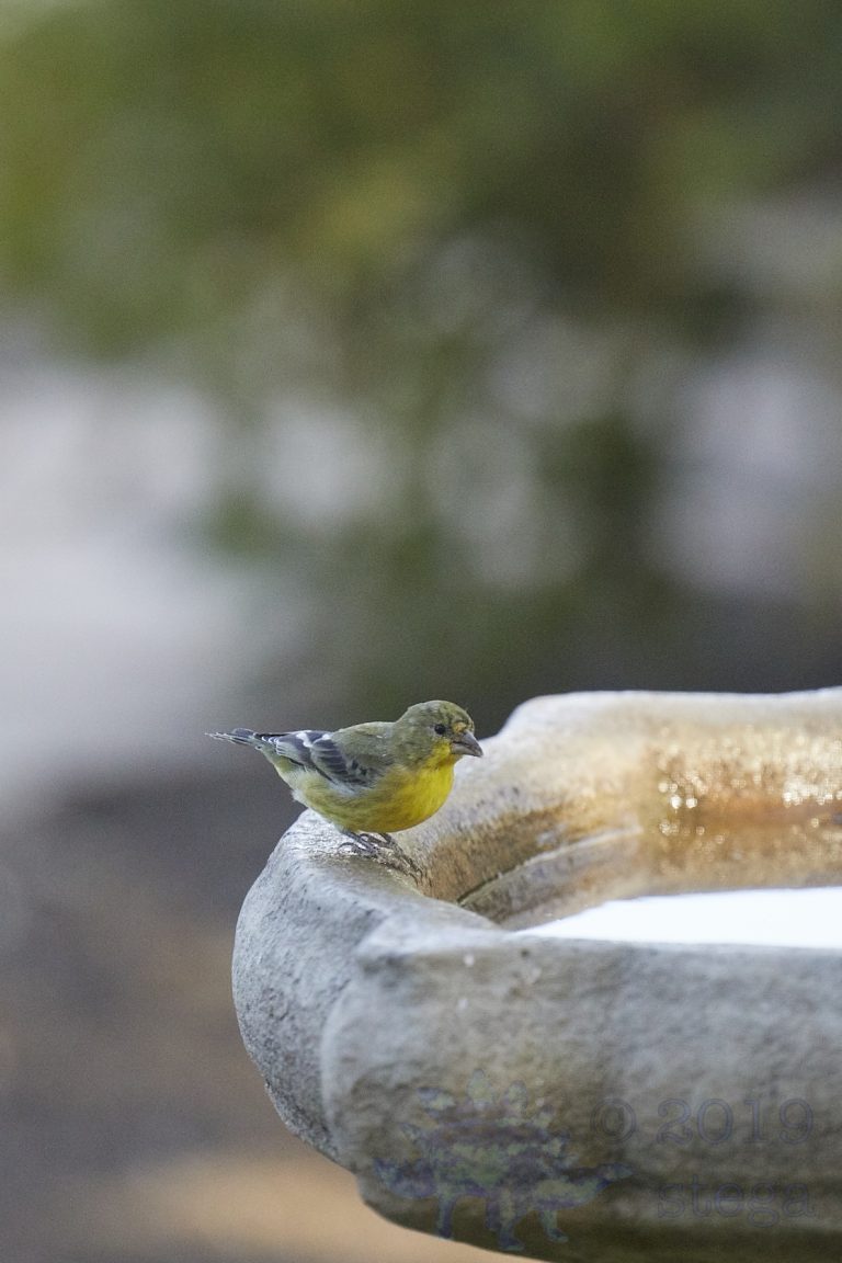 Lesser Goldfinch