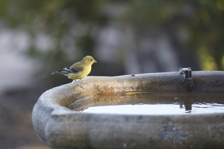 American Goldfinch