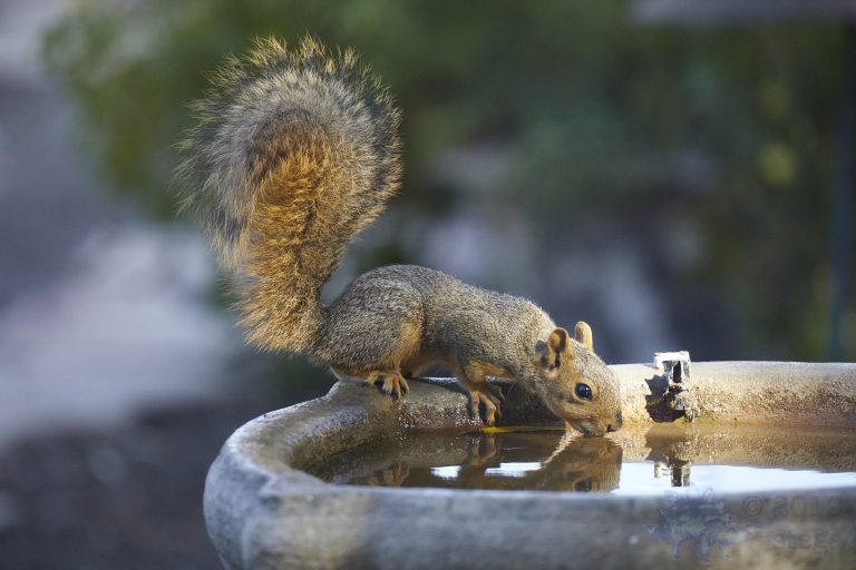 Fox Squirrel