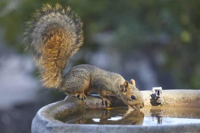 Fox Squirrel