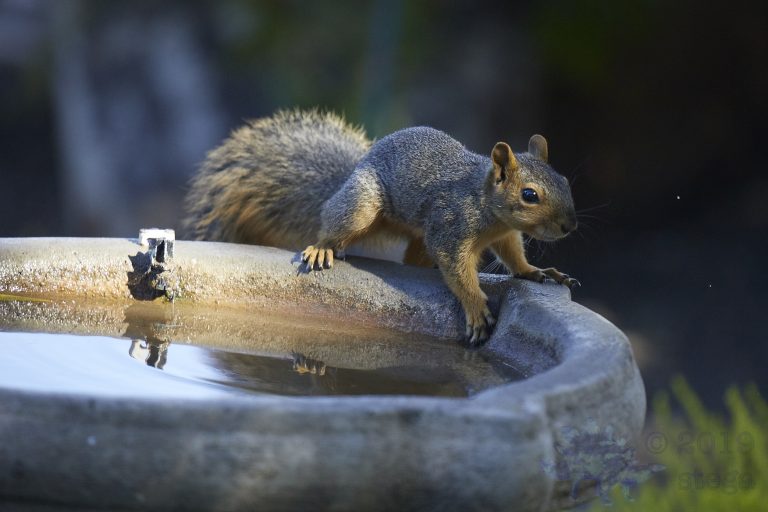 Young Fox Squirrel