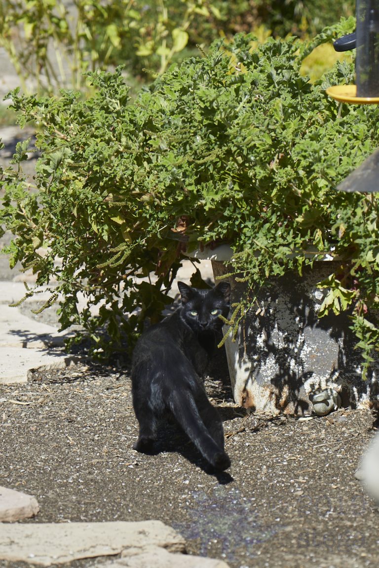 Feral Cat