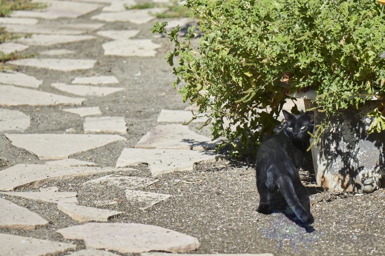 Black Feral