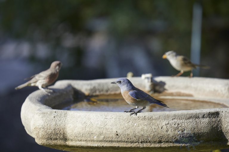 Western Bluebird