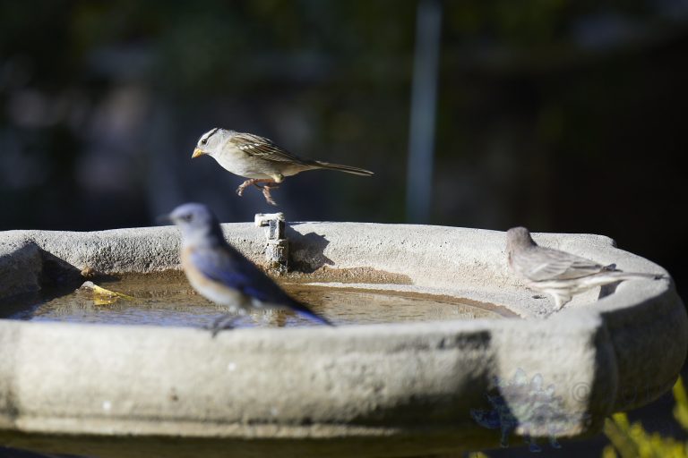 White-crowned Sparrow and Western Bluebird