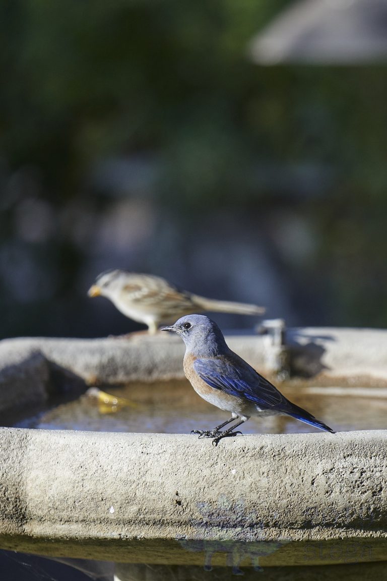 Western Bluebird