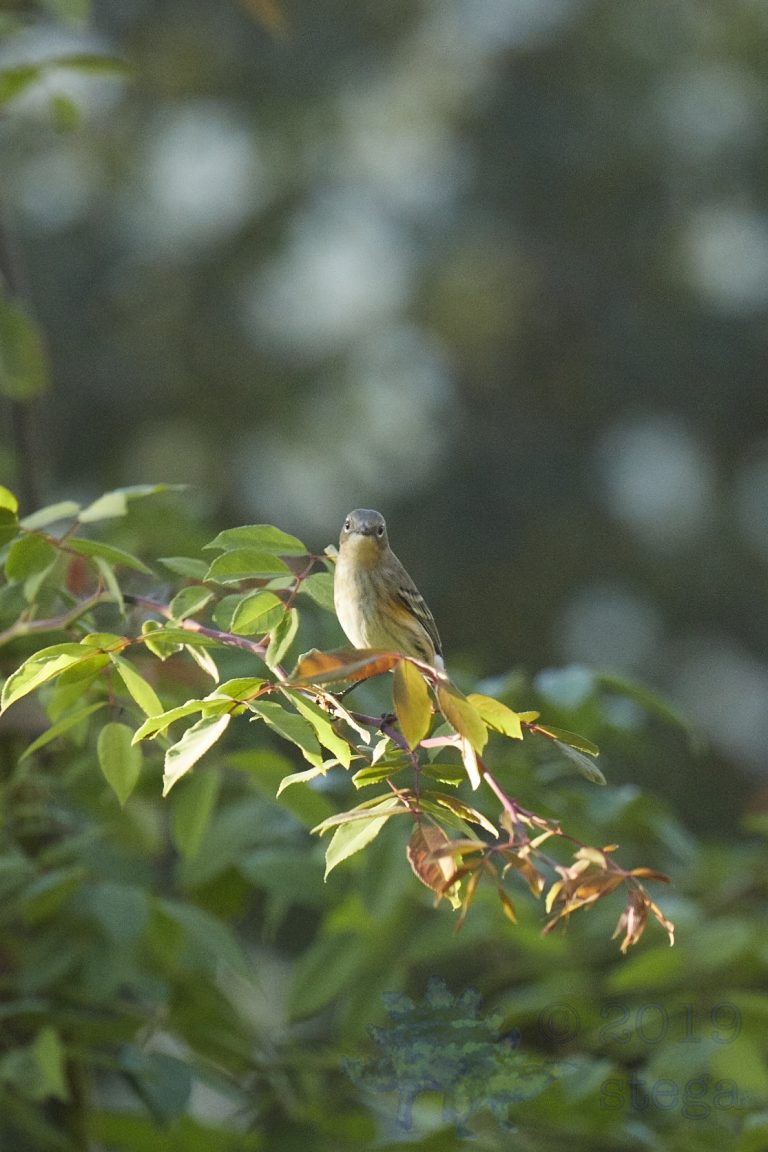 Yellow-Rumped Warbler