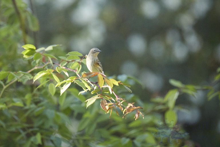 Yellow-rumped Warbler