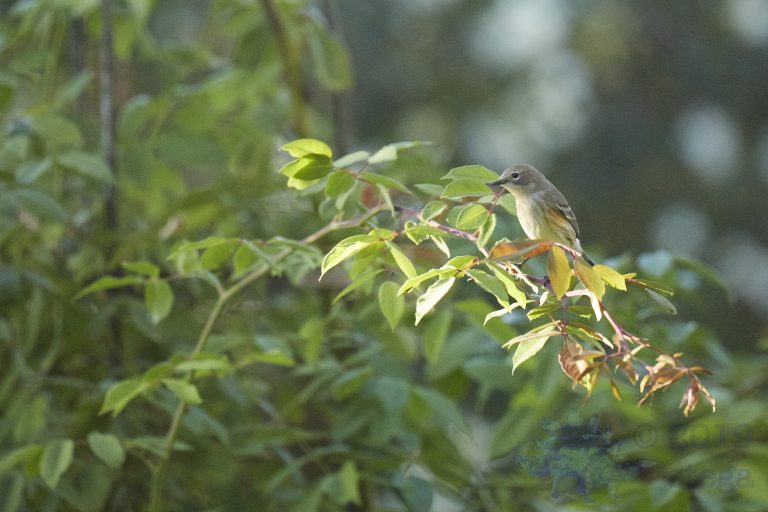 Yellow-Rumped Warbler