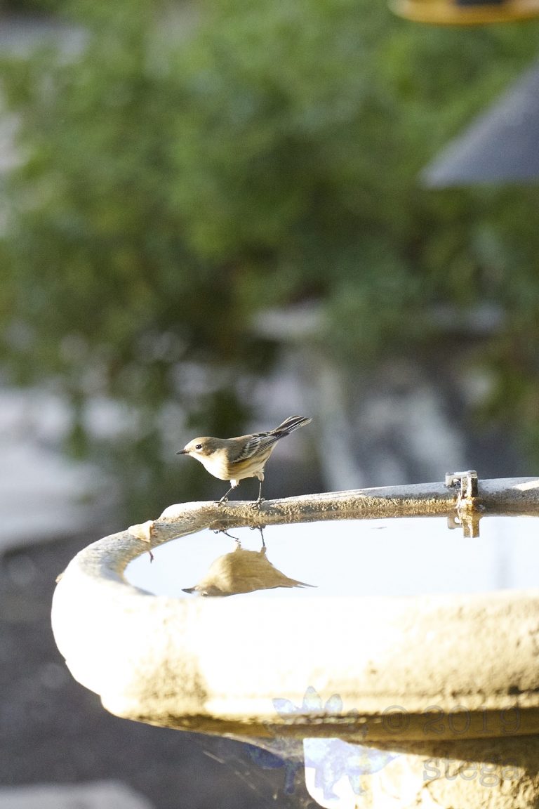 Yellow-Rumped Warbler