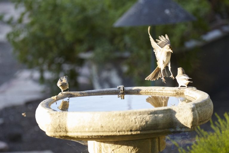 Gold-Crowned Sparrows with social distancing issues