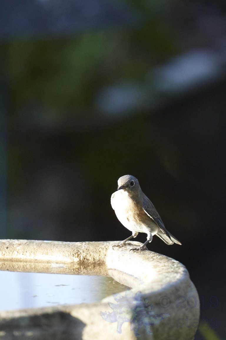 Western Bluebird