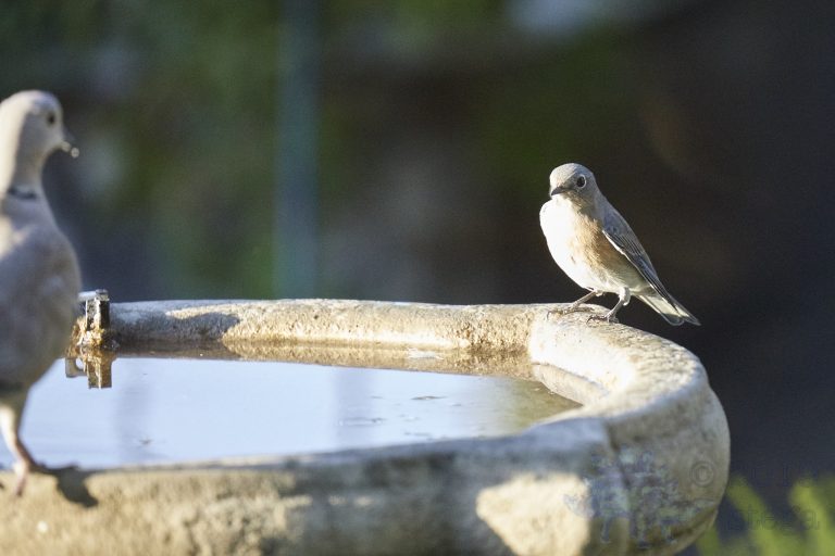 Western Bluebird
