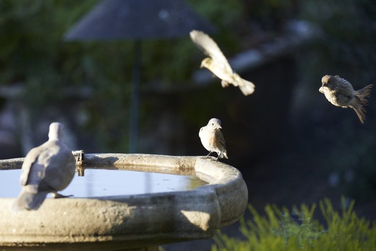 Western Bluebird with Incoming Sparrows