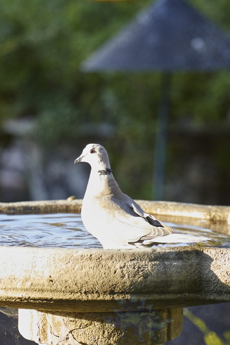 Eurasian Collared Dove