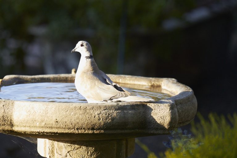 Eurasian Collard Dove
