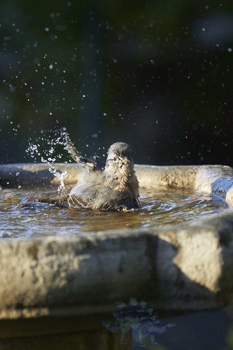 California Towhee