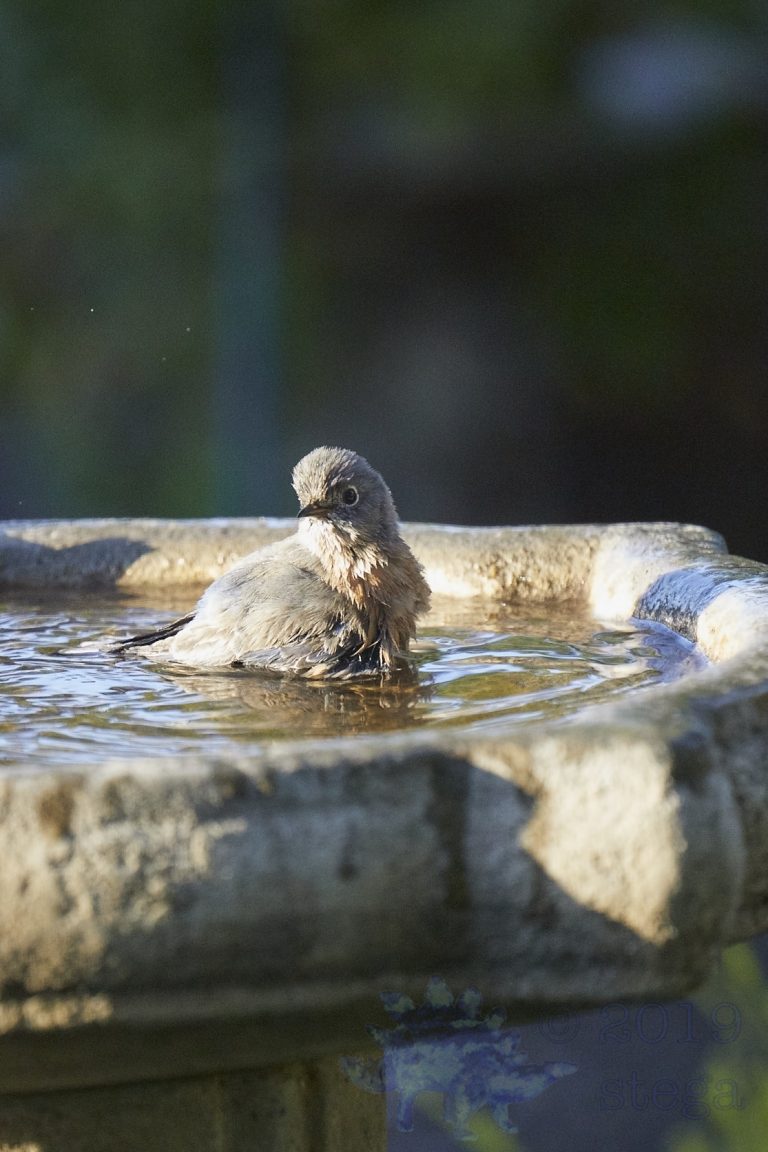 Western Bluebird