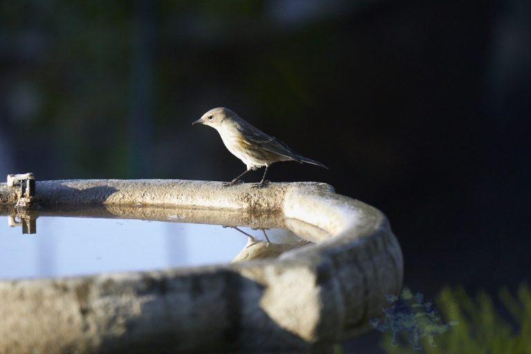 Yellow-rumped Warbler
