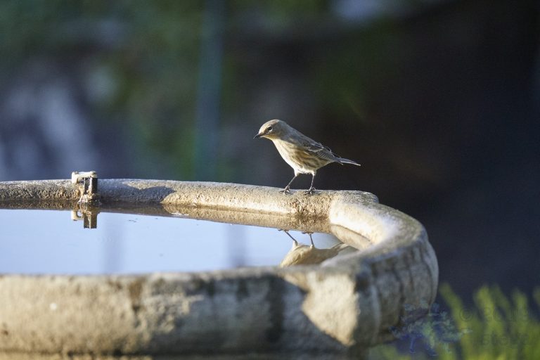 Yellow-rumped Warbler