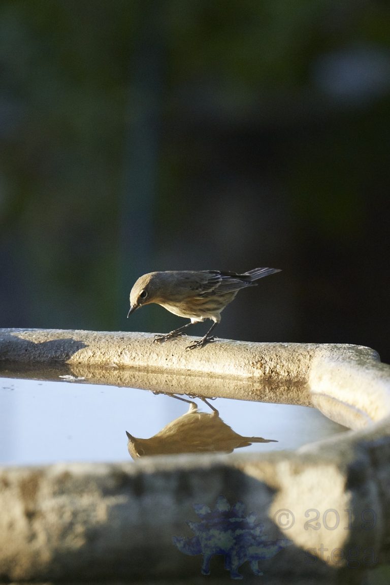 Yellow-rumped Warbler