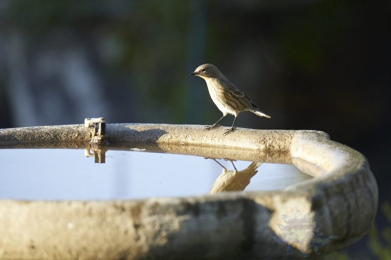 Yellow-Rumped Warbler
