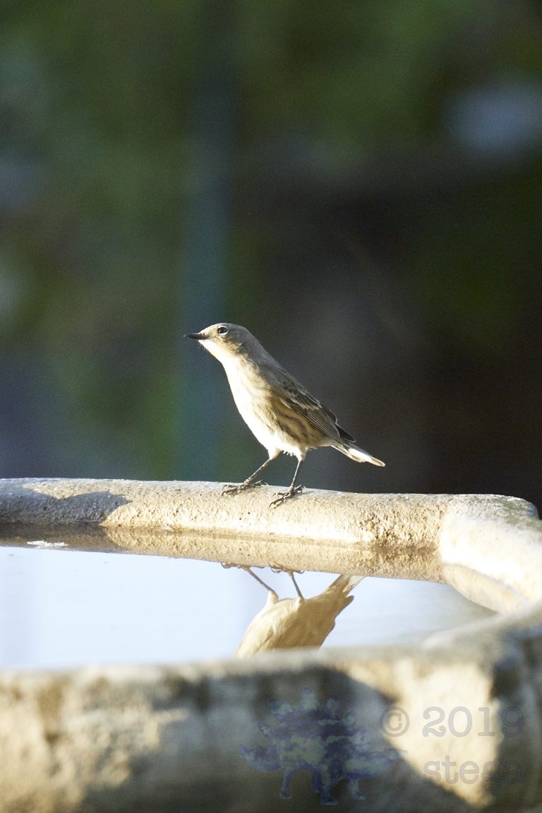 Yellow-rumped Warbler