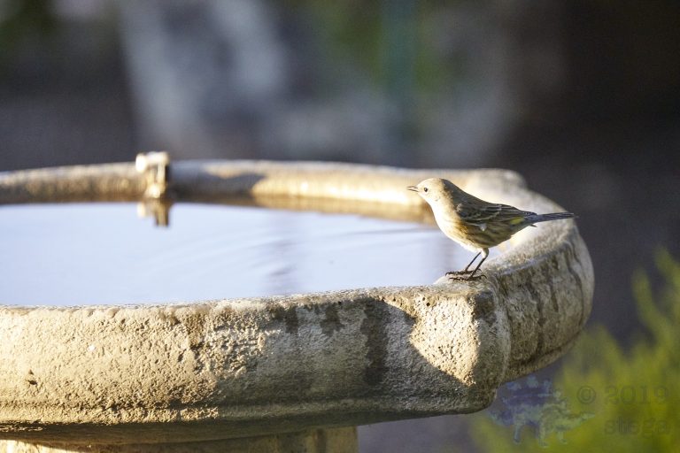 Yellow-rumped Warbler