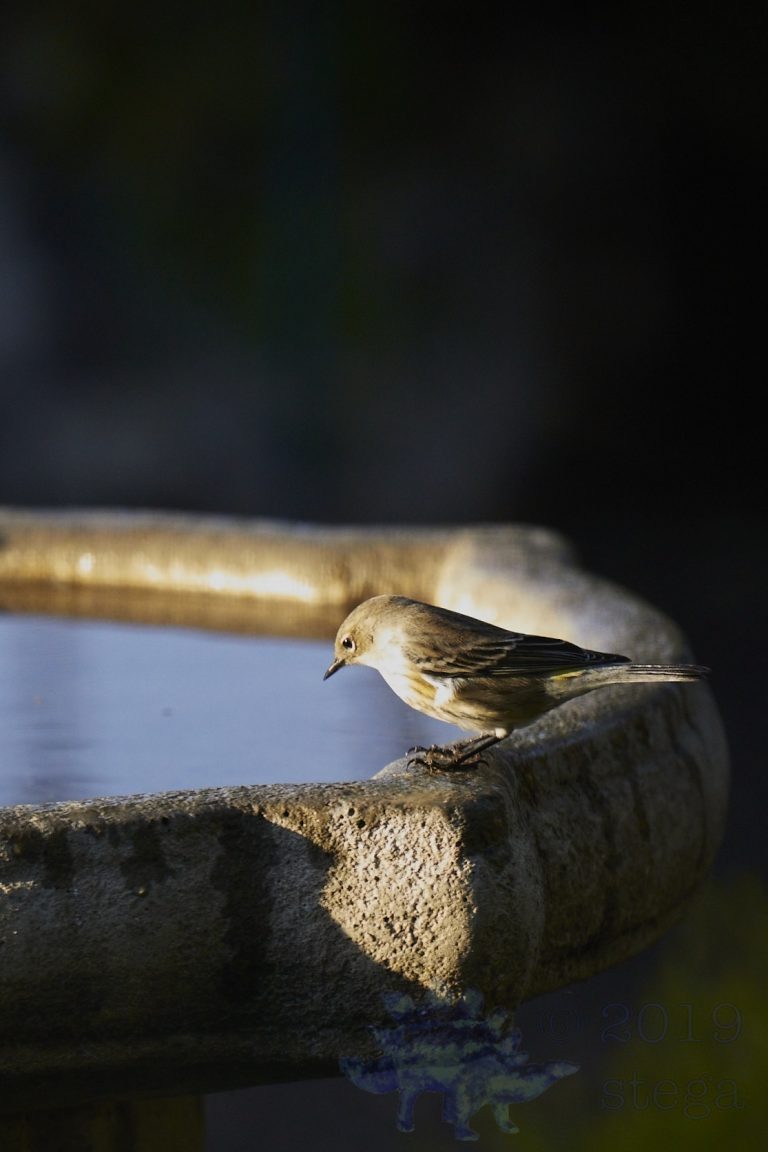 Yellow-rumped Warbler