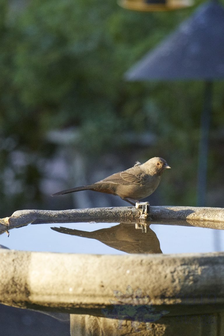 California Towhee