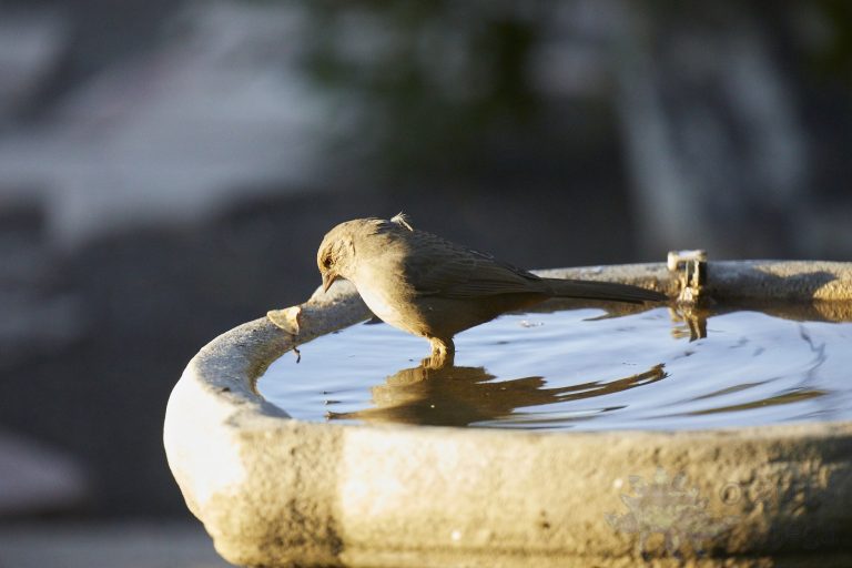 California Towhee