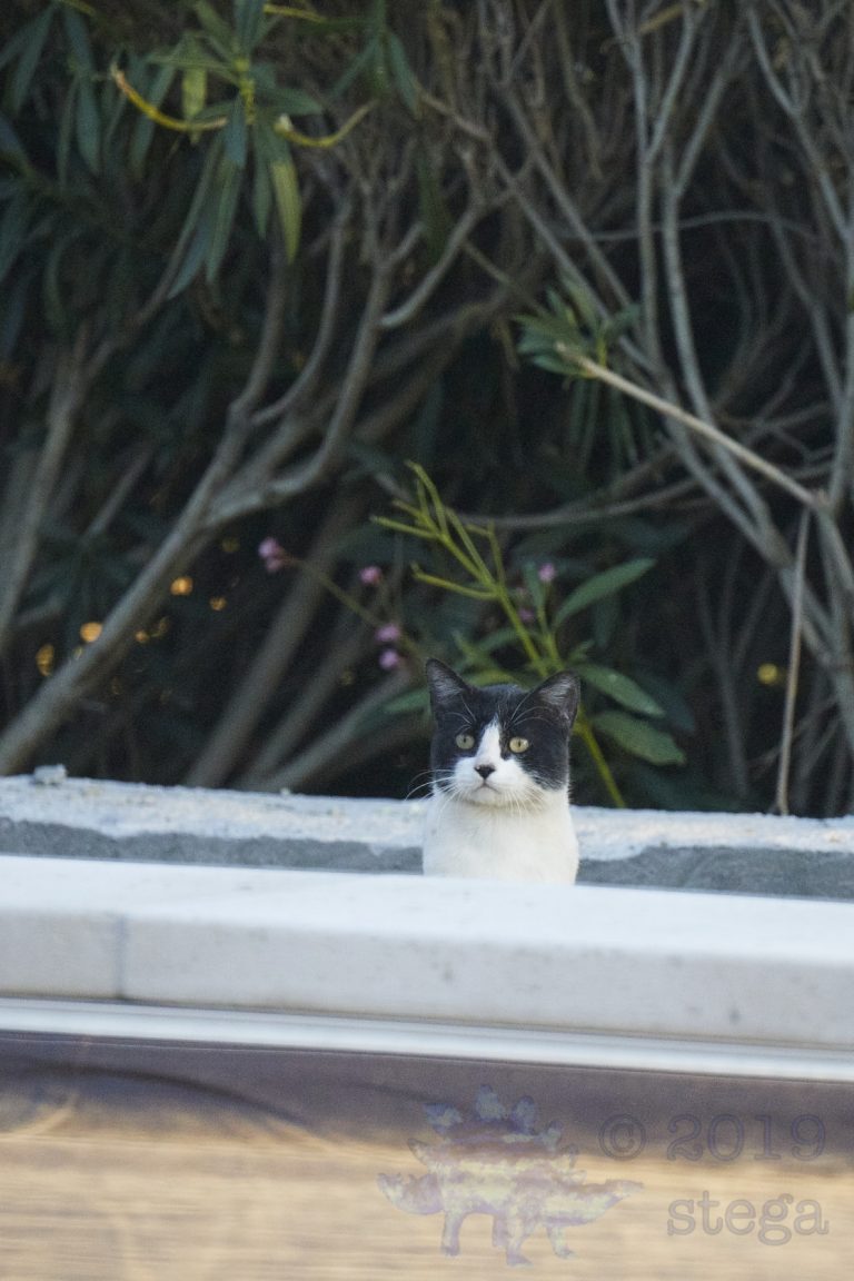 Outside: Feral Cat