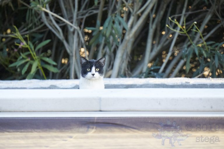 Outside: Feral Cat