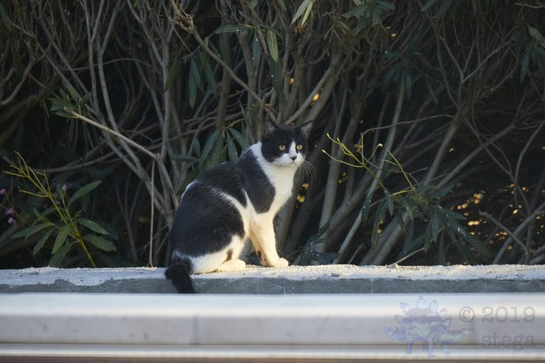 Outside: Feral Cat